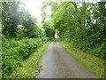 Charlton All Saints, country lane