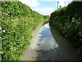 Flooding across Drove Lane