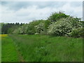 NT9039 : Flowering hedgerow near Heaton Covert, Crookham by ian shiell