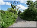 Dead tree on a byway, south of Easterton Sands