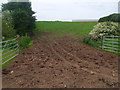 Muddy cow-crossing near New Heaton, Northumberland