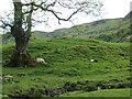 NM8720 : Sheep and ash, Glen Euchar by Richard Webb