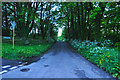 North Devon : Country Lane