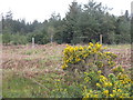 NR5166 : Plantation at Carragh a' Ghlinne by M J Richardson