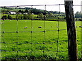 Sheep behind the wire, Magharenny