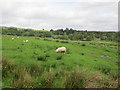 Grazing land at Aultvaich