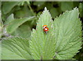 Ladybird love