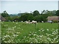 Sheep and lambs at Charlton St Peter