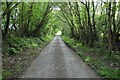 Tree-line shady road