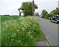 Wildflowers on the west verge of Rushall Road