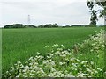 Eastern edge of a cereal field, alongside Rushall Road