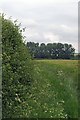 Footpath & Field Maple Hedge