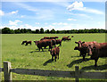 Cows on Poets Lawn