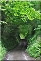 West Somerset : Cottage Lane