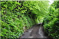 West Somerset : Cottage Lane