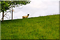 West Somerset : Grassy Field & Sheep