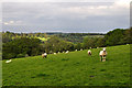 West Somerset : Grassy Field & Sheep