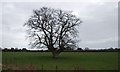 Isolated tree