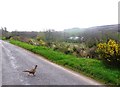 A pair of pheasants