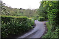 West Somerset : Country Lane