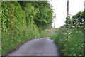 West Somerset : Country Lane