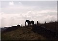 SD7892 : Black Horse on Garsdale Head by John Firth