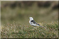 HP6315 : Male Snow Bunting (Plectrophenax nivalis), Sothers Field by Mike Pennington