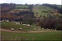 NZ8203 : Sheep in the Esk Valley by Jo and Steve Turner