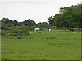 Horses in field near Lambourne Hall, Canewdon