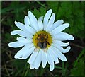 Pollinating, London Road, Albourne