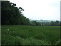 Crop field, Wing Grange