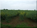 Oilseed rape crop