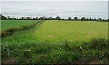 SU1090 : Field boundary, north of Cross Lanes Farm by Christine Johnstone