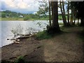 SD3695 : Esthwaite Water from Ridding Wood by David Dixon