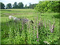 Foxgloves in Knole Park