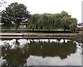 Weeping willows, Water Lane, Shrewsbury