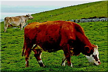R0491 : County Clare - R478 - Cliffs of Moher - Cattle Grazing on Hillside along Walkway by Suzanne Mischyshyn