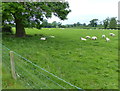 Sheep pasture next to the Fosse Way