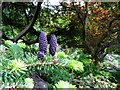 Fir cones in the Branklyn Garden