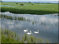 TL4583 : Swans on The Old Bedford River - The Ouse Washes near Mepal by Richard Humphrey