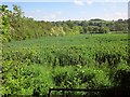 Crop above the Torridge