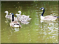 Canada Geese and goslings