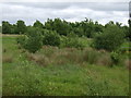 Woodland off Gorsey Lane