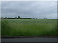 Crop field, Collins Green