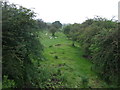 Grazing, Penkford Bridge