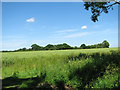 Fields east of Seething airfield