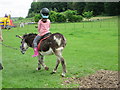 Donkey  Ride  Mabie  Farm  Park