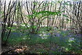 TQ1834 : Bluebells and coppicing, Morris's Wood by N Chadwick
