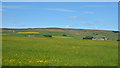NY8351 : Field with buttercups in East Allendale near to Pry Hill by Trevor Littlewood