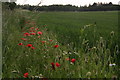 Poppies by the footpath, looking towards Waltham Golf Course